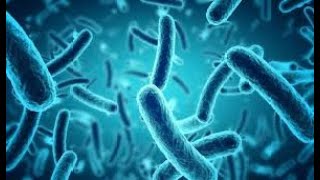 Epidemiological Characteristics of Carbapenem Resistant Escherichia coli Clinically Isolated from a [upl. by Cinderella]