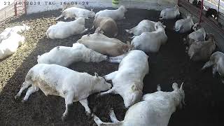 ŞAROLE DANALARIMIZ YEM SONRASİ UYUYORcharolais calves sleep in turkey [upl. by Ahcropal]