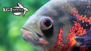 Dont Buy An Oscar Fish Unless You Watch This First 10 Things You Should Know About Oscar Fish [upl. by Yuria]