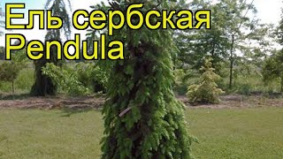 Ель сербская Пендула Краткий обзор описание характеристик picea omorika Pendula [upl. by Animsaj143]