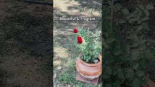 garden roses rosebush gardenfarmlife shorts short smallyoutuber [upl. by Annawoj]