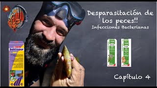 DESPARASITACIÓN DE LOS PECES capitulo 4 🔬 INFECCIONES BACTERIANAS 🦠 BAKTOPUR BAKTAZID y CATAPPA [upl. by Stephi]