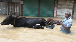 Deadly floods in Bangladesh affect millions  AFP [upl. by Halyhs]