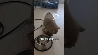 초보 아빠가 잘모르고 삶아준 족발 먹는 아기댕댕이 shorts dog cute puppy funny pets [upl. by Toh]