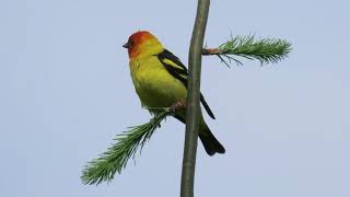 Western Tanagers [upl. by Tildi]