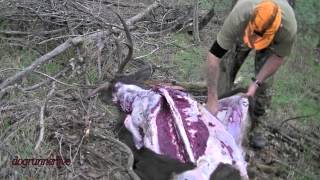 Sambar stag  caping amp butchering [upl. by Westmoreland]