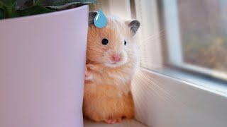 My Baby Hamsters Escaped [upl. by Janus]