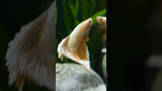 Golden Betta Fish song love music aquarium [upl. by Angadreme]