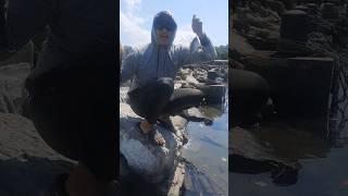 MANCING baronang hari ini tulungagung trenggalek fishingvideo hobby fishing [upl. by Rachele899]