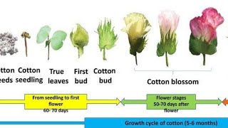 Cotton crop sympodial monopodiyal branches disease insects other specifications [upl. by Jac]