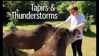 Tapirs amp Thunderstorms [upl. by Atsylac794]