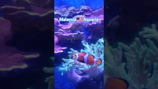 Malaysia🇲🇾 Aquaria bioluminescence aquatic life 🐠🐋🐟ytshorts malaysia malaysiantouristdestination [upl. by Sonstrom]