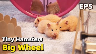 When Tiny Hamster Babies See a Big Wheel For The First Time [upl. by Roleat]