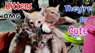 OMG Cutest Kittens you ever want to raise shorts  n39 vlog [upl. by Skvorak]