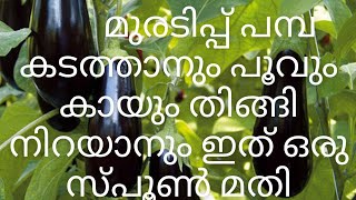 4ചെടികളുടെ അത്ഭുതകരമായ വളർച്ചക്കും കായ്കൾ നിറയാനും കിടിലൻ വളം  urbanroots9 [upl. by Sorel390]