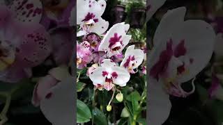 Orchid PlantsDifferent Varieties of Orchid Flowershorts [upl. by Nepil]