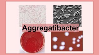 Aggregatibacter [upl. by Aisatana]