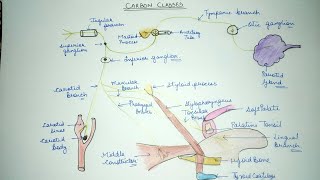 Glossopharyngeal NerveGeneral featuresFunctional ComponentsNucleiLec 1 [upl. by Tiffi]