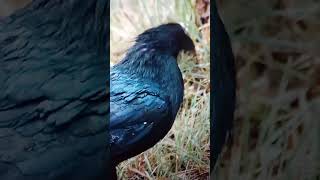 Crow ke rochak tathya [upl. by Hegarty]