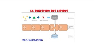 LA DIGESTION DES LIPIDES [upl. by Ashjian]