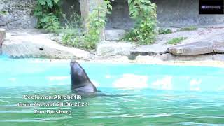 Seelöwen Akrobatik beim Zoolauf 28062024 Zoo Duisburg [upl. by Nagram]