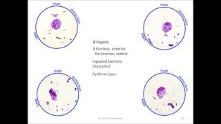 Retortamonas intestinalis [upl. by Hniv]