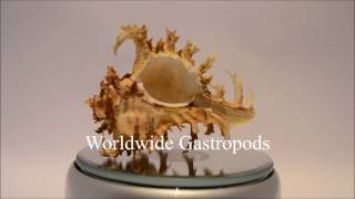 Welcome to Worldwide Gastropods [upl. by Adnilak907]