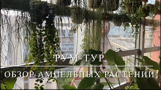 ОБЗОР Ампельные Вьющиеся Растения У Меня Дома 🌿 Тропические Кактусы Эпифиты Суккуленты 🌿 [upl. by Atnad]