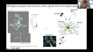 Sebastiaan de Schepper Perivascular cells microglial phagocytosis synaptic engulfment via SPP1 [upl. by Yelsehc699]