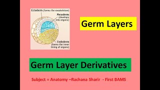 Gastrulation lGerm Layers l Germ layer derivatives l Ectoderm l Mesoderm l Endoderm l Mnemonics l [upl. by Airan615]