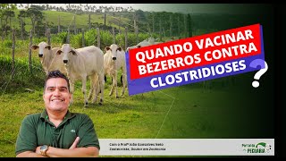 Quando vacinar bezerros contra clostridioses [upl. by Kenrick263]