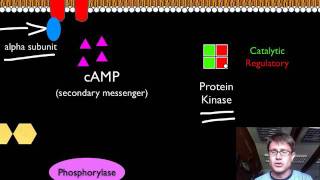 Signal Transduction Pathways [upl. by Slrahc]