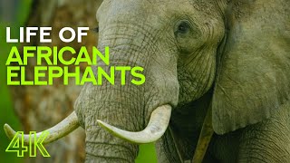 Life of African Elephants  Largest Terrestrial Mammals of the Earth  4K Nature Documentary Film [upl. by Ahsilav780]