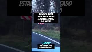 LOBO CAÇANDO CICLISTA dangdut terrors fy fypage fypyoutube fyp shorts humor sobrevivência [upl. by Vetter]