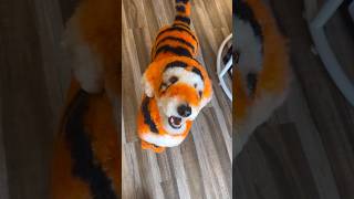 I made my dog into Tigger [upl. by Elleynad]