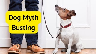 Dog Myths DEBUNKED 5 Things You Thought Were True But Arent [upl. by Brosine]