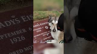 Husky refuses to leave the grave 😞 [upl. by Naitsirhk]