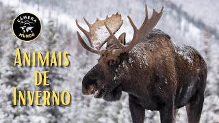 Animais de Inverno Em 4K [upl. by Nolita979]