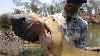 Saratoga fishing central Queensland with Topwater lures [upl. by Akira]