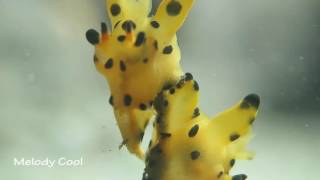 Pikachu Nudibranch Mating with eggs 皮卡丘海蛞蝓交配生蛋 [upl. by Luapnoj]