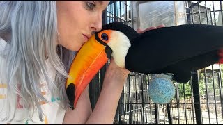 Do I Feed My Toucan LIVE ANIMALS [upl. by Schecter]