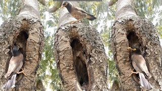 New place with new activities and nests of Common Mynabird  Review life birds [upl. by Leonore505]