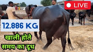 Live Empty Time Milking 🔴 at Raj Faroda’s Dairy Farm  Bhattu Mandi Near Fatehabad Haryana [upl. by Jena457]