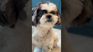 Heartmelting Shih Tzu 🥺🐾 puppy shorts 2024 puppylovers cutedogs dogvideos doglife cutepets [upl. by Airtemak761]