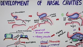 Development Of Nasal Cavities  Embryology [upl. by Pascha]