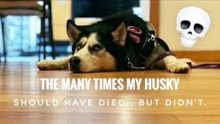 The many times my husky should have died but didnt Storytime [upl. by Assinna]