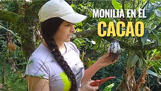 Monilia en el cultivo del cacao este hongo ataca las frutas y frutos del cacao [upl. by Leff]