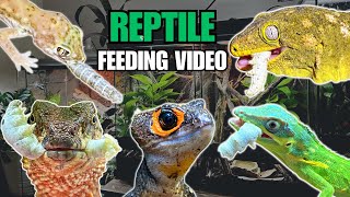 FEEDING MY PET REPTILES SILKWORMS SKINKS GECKOS FROGS AND MORE SILKWORM FEEDING VIDEO [upl. by Leong]