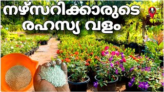 ഈ രഹസ്യവളം അറിയാതെ പോവല്ലേ fertilizer for plants malayalam  rose fertilizer  Prs kitchen nursery [upl. by Weihs]