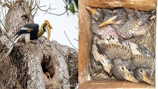 Watch Rare Video Hornbill Bird Nesting  Jungle Clips [upl. by Salohci]